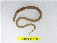 藏品(中國鬚蛇鰻)的圖片